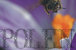 Polen Font Review: A Unique Display Type for Modern Design